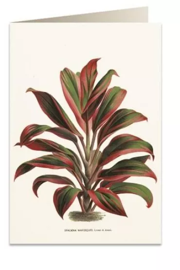 Tassotti Karnet B6 + koperta 6064 Dracena czerwono-zielona