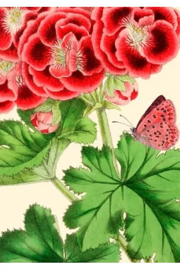 Madame Treacle Karnet B6 z kopert� Pelargonia