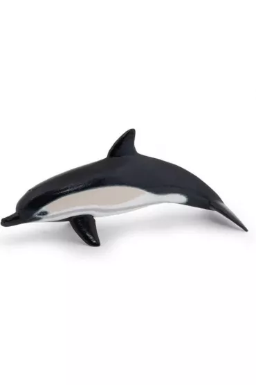 Delfin zwyczajny