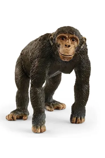 Szympans