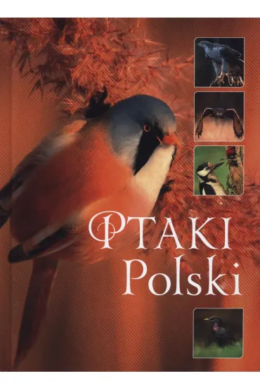 Ptaki Polski - Karolina Matoga