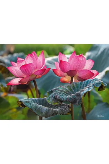 Puzzle 500 el. Pink Lotus Flowers CherryPazzi