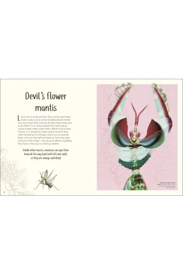 Anthology of Remarkable Bugs - Jess French