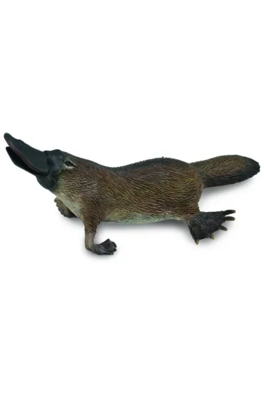 Dziobak australijski