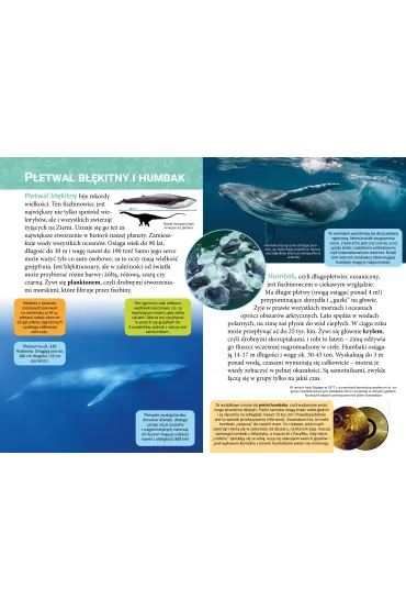 Ma�a encyklopedia. Zwierz�ta morskie - Monika  �lizowska