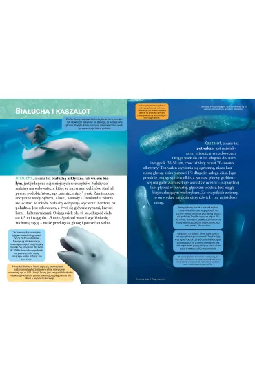 Ma�a encyklopedia. Zwierz�ta morskie - Monika  �lizowska