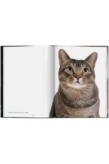 Walter Chandoha. Cats. Photographs 1942-2018 wer. angielska - Walter  Chandoha