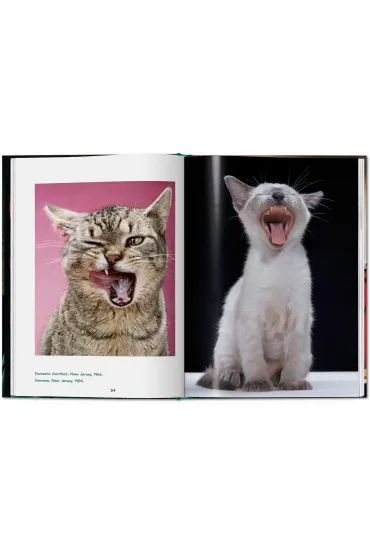 Walter Chandoha. Cats. Photographs 1942-2018 wer. angielska - Walter  Chandoha