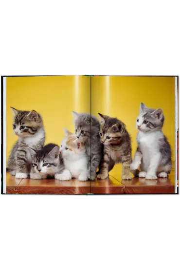Walter Chandoha. Cats. Photographs 1942-2018 wer. angielska - Walter  Chandoha