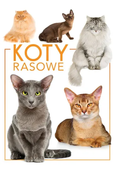 Koty rasowe