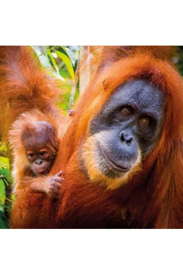 Museums & Galleries Karnet kwadrat z kopert� Sumatran Orangutan and Ba