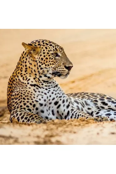 Museums & Galleries Karnet kwadrat z kopert� Leopard in sand