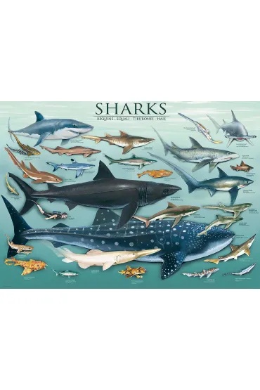 Puzzle 1000 el. Rekiny Eurographics