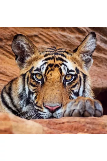 Museums & Galleries Karnet kwadrat z kopert� Tiger cub