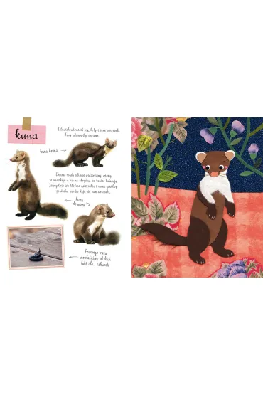 Ma�y atlas zwierzak�w Ewy i Paw�a Pawlak�w - Pawe� Pawlak
