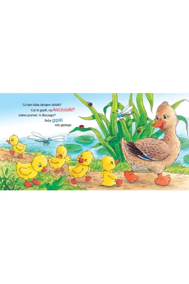 Ksi��eczka 160X160 sztywnostronicowa Kaczka kwa, kwa SKRZAT 072501 - Agata Nowak, Wies�aw Drabik