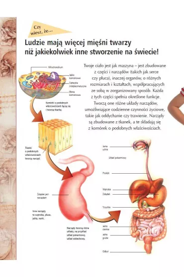 Odkrywanie �wiata. Ludzkie cia�o
