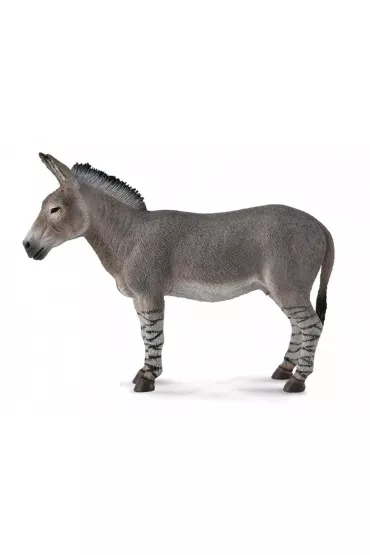 Osio� afryka�ski