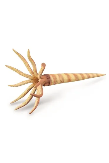 Orthoceras