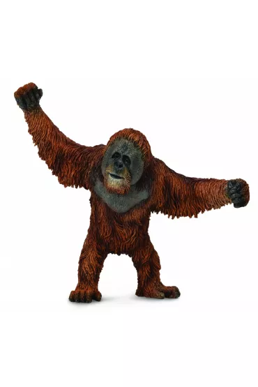 Orangutan