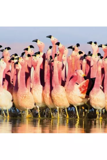 Museums & Galleries Karnet kwadrat z kopert� Andean Flamingoes