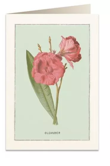Tassotti Karnet B6 + koperta 6023 Oleander