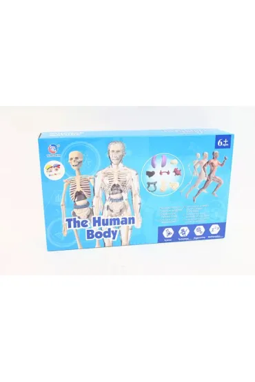 Model anatomiczny ludzkie cia�o transparentne Norimpex