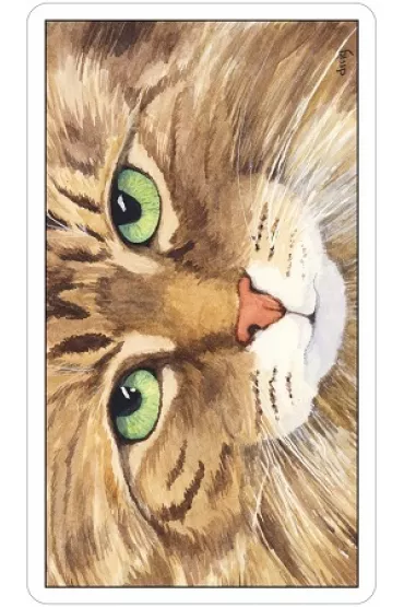 Cats Eye Tarot, karty do wr�enia - Debra M Givin