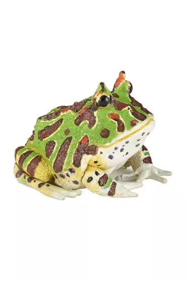 �aba rogata Papo