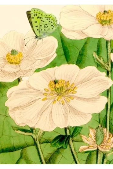 Madame Treacle Karnet B6 z kopert� Kwiaty i motyl