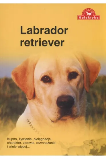 Pies na medal. Labrador retriever