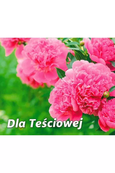 Dla te�ciowej. Pere�ka
