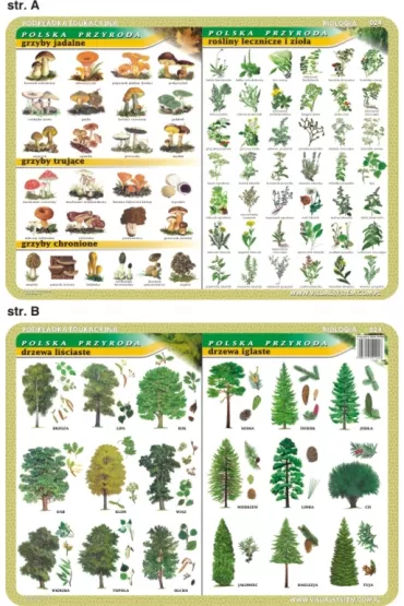 Visual System Podk�adka edukacyjna. Grzyby, ro�liny lecznicze