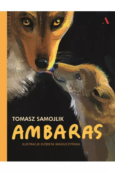 Ambaras - Tomasz Samojlik