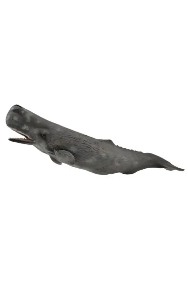 Sperm Whale