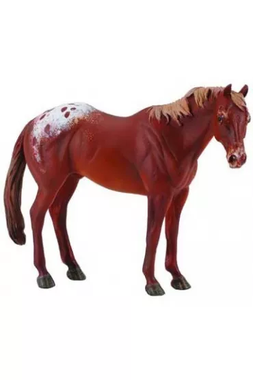 Collecta. Ogier rasy appaloosa kasztanowaty