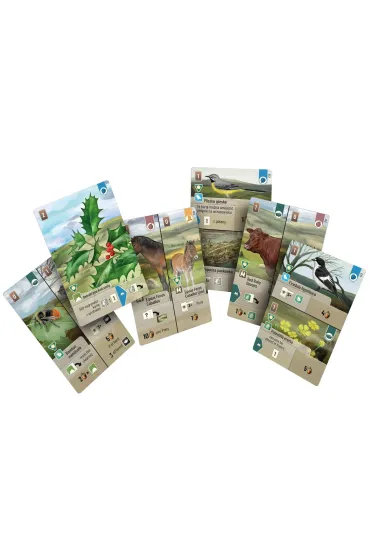 Le�ne rozdanie: Dartmoor - Exmoor REBEL