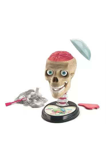 Anatomia Clementoni