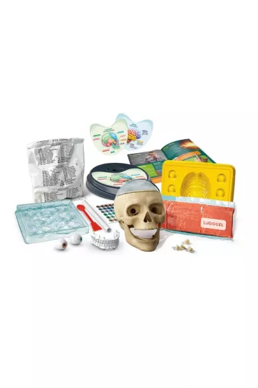 Anatomia Clementoni