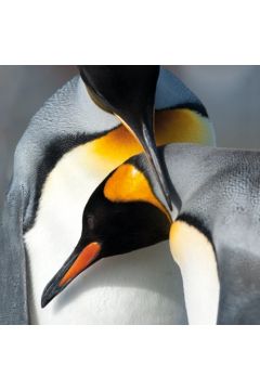 Karnet kwadrat z kopert King Penguins