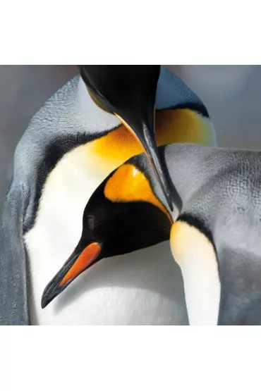 Museums & Galleries Karnet kwadrat z kopert� King Penguins