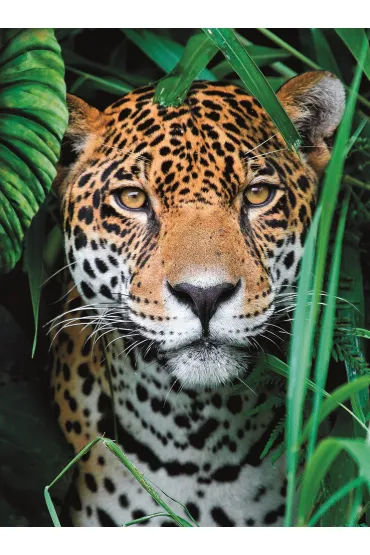 Puzzle 500 el. High Quality Collection. Jaguar in the Jungle Clementoni