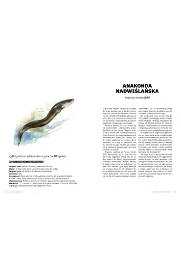 Gupie zwierzta Polski i jak je znale. Przewodnik wiadomego obserwatora - Marek Maruszczak