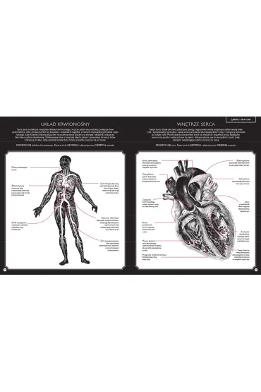 Gabinet anatomii - Kate Davies