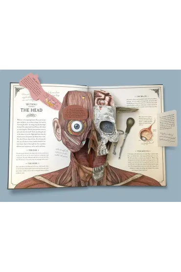 The Human Body. A Pop-Up Guide to Anatomy wer. angielska - Richard Walker
