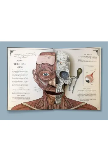 The Human Body. A Pop-Up Guide to Anatomy wer. angielska - Richard Walker