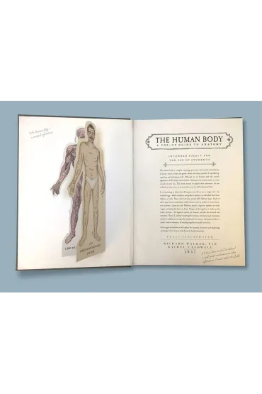 The Human Body. A Pop-Up Guide to Anatomy wer. angielska - Richard Walker