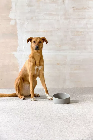 Palopa Miska dla psa porcelanowa Cali grey