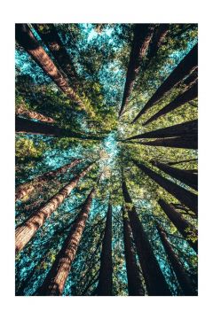 Korony drzew – plakat 59,4x84,1 cm