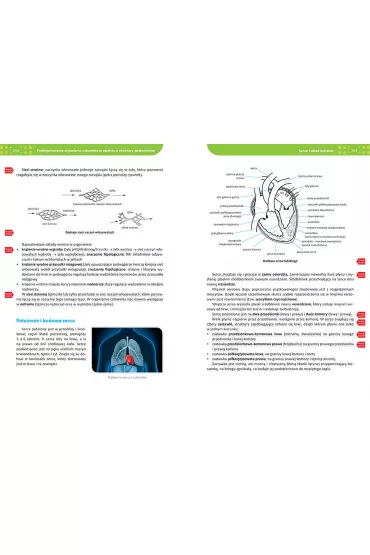 Biologia. Repetytorium. Liceum i technikum